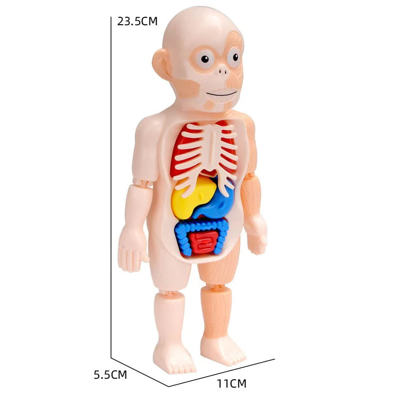 BRINQUEDO EDUCATIVO - BONECO ANATOMIA CORPO HUMANO