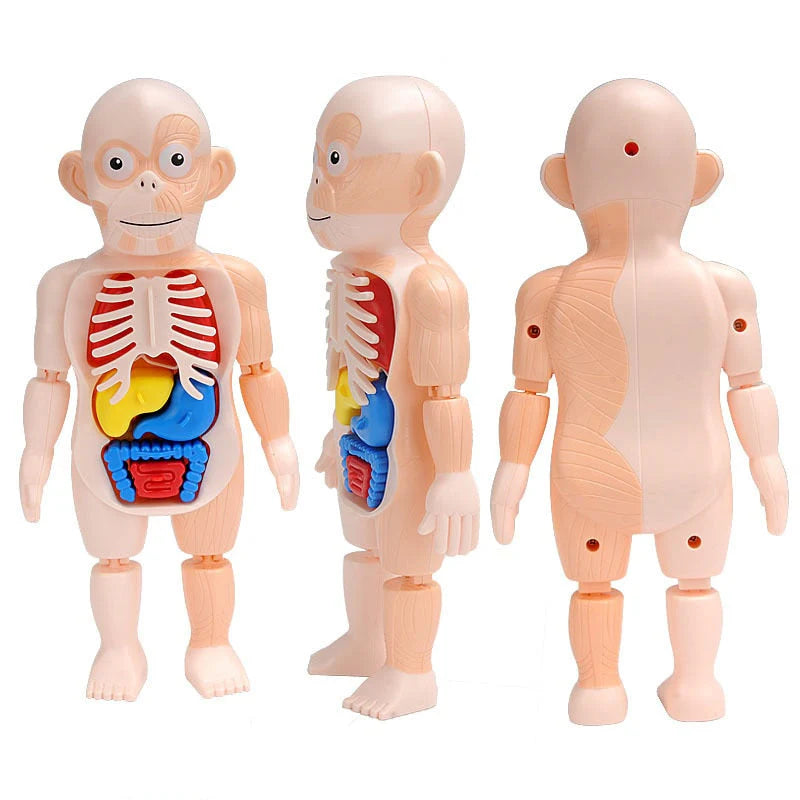 BRINQUEDO EDUCATIVO - BONECO ANATOMIA CORPO HUMANO