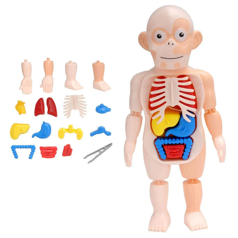 BRINQUEDO EDUCATIVO - BONECO ANATOMIA CORPO HUMANO