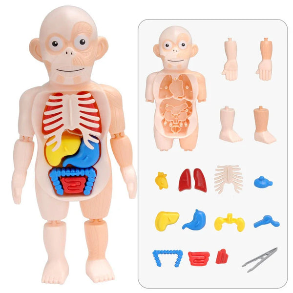 BRINQUEDO EDUCATIVO - BONECO ANATOMIA CORPO HUMANO